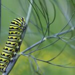 Swallowtail caterpillar on a dill plant