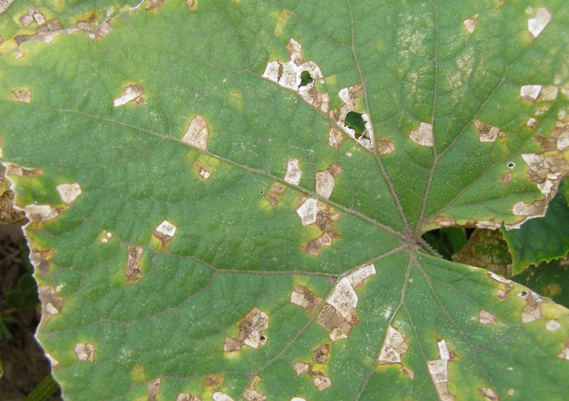 Angular leaf spot in cucumber leaves