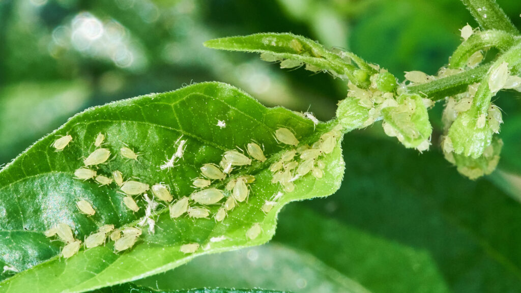 Aphids on a tomato leaf