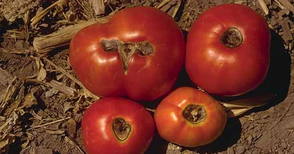 Blossom end rot on tomatoes