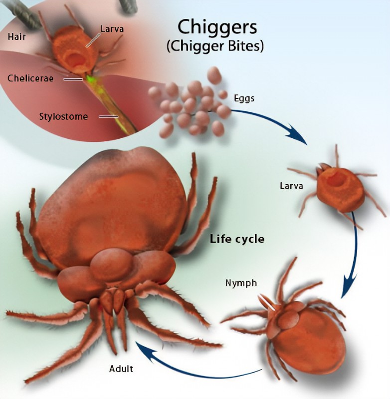 Chiggers' life cycle