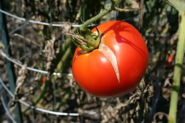 Skin cracking of a tomato