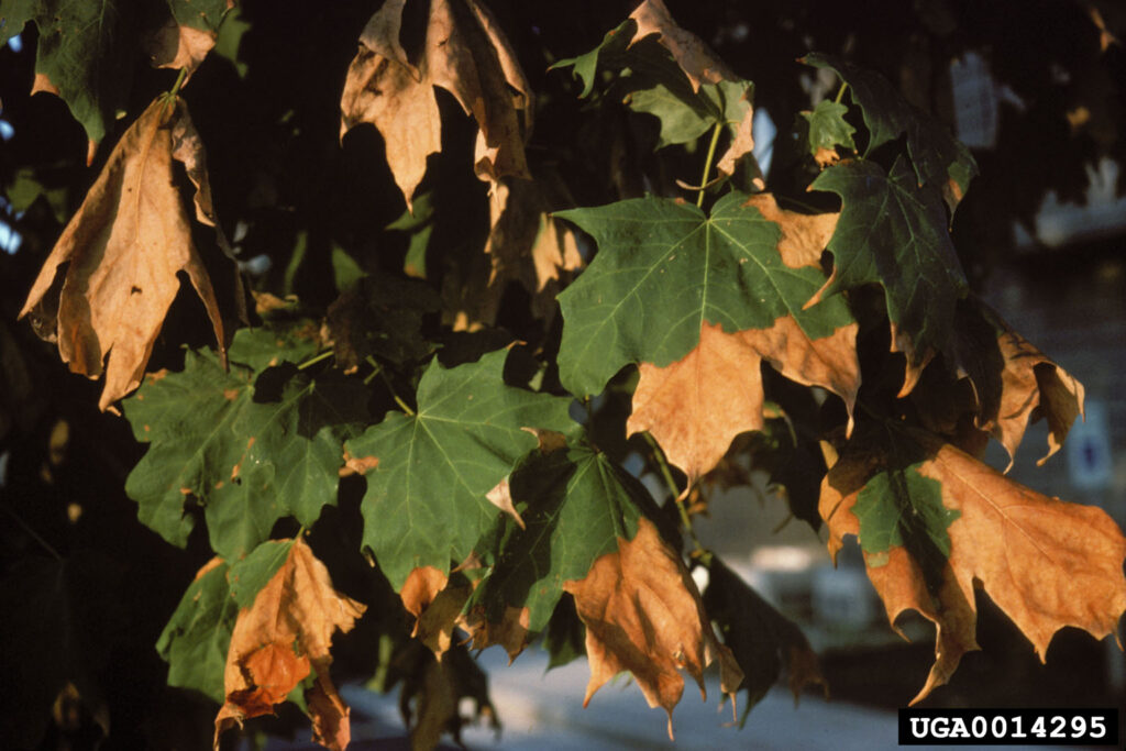 Drought injury on maple leaves