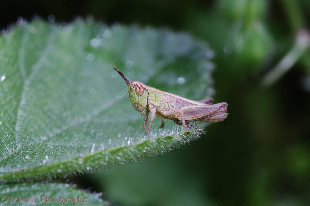 Picture of a young grasshopper nymph