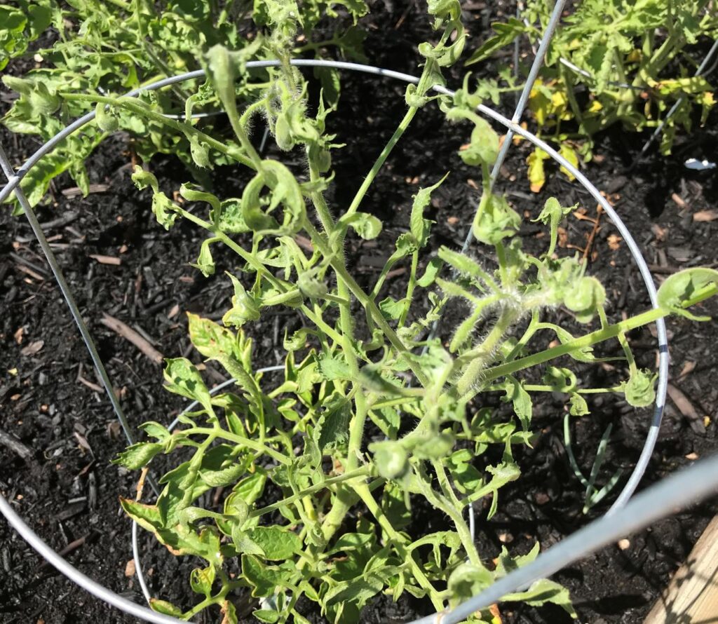 Herbicide injury on a tomato plant