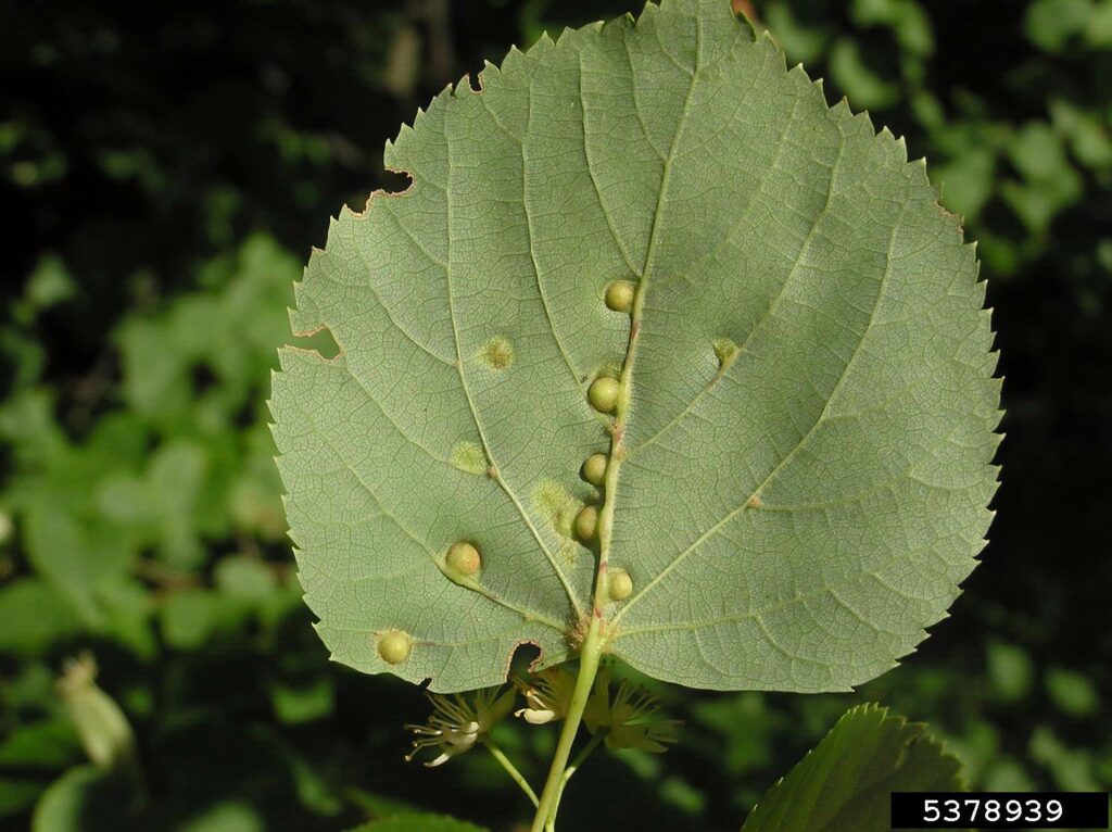 Galls on a linden leaf