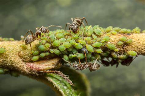 Ants taking care of their aphids.