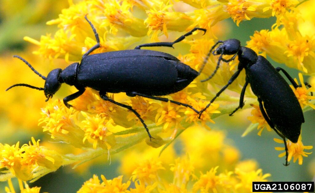 Blister beetles.