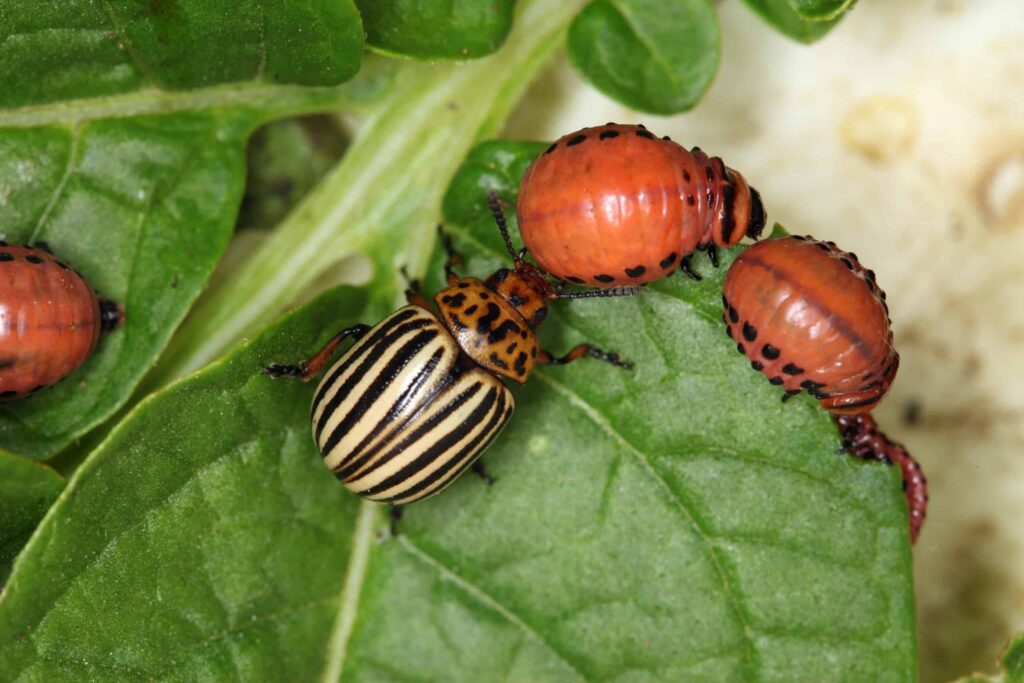 Shippy Realty & Auction Blog potato beetle and larvae on potato leaf