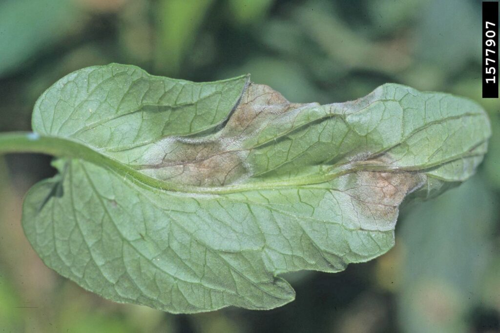 Late blight starting to develop on tomato leaves.