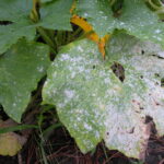 Powdery mildew on a squash leaf.