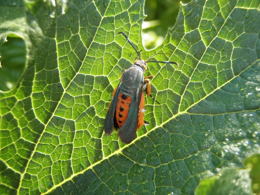 Picture of the adult squash borer moth.