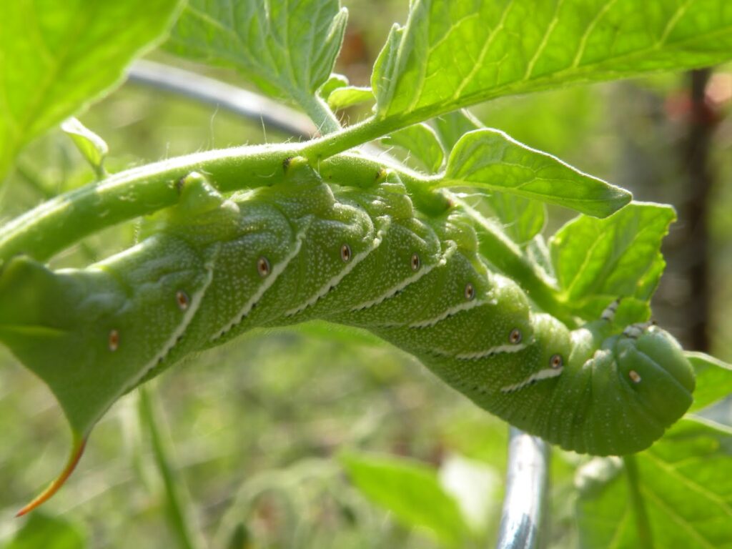 Tomato hornworm on a tomato plant.