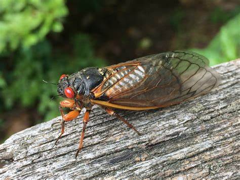 Western Cicada on a tree branch
