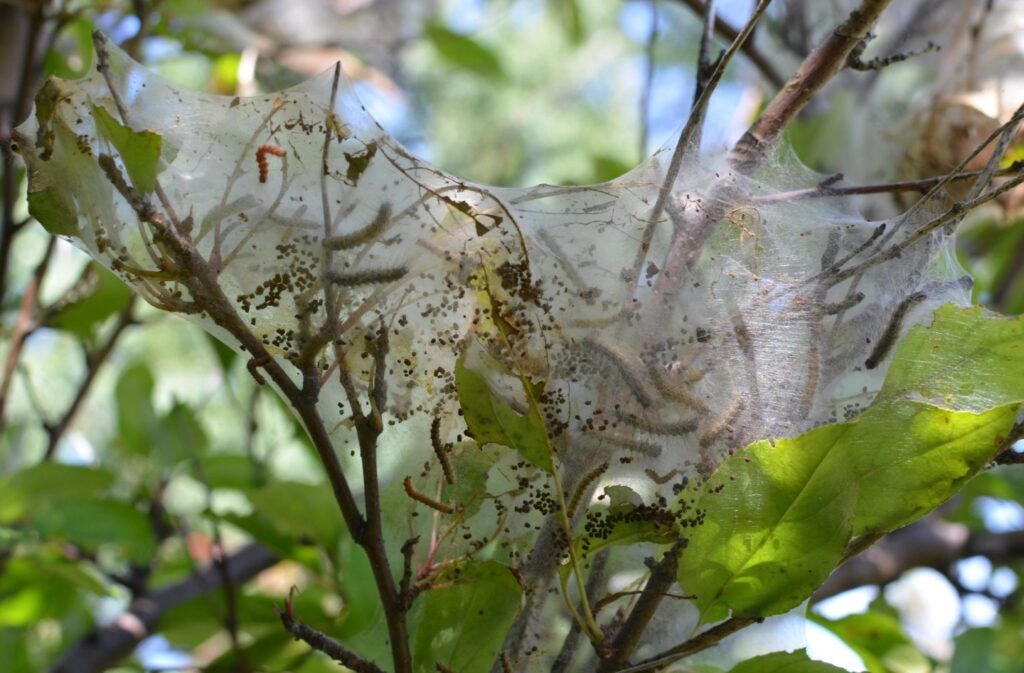 Shippy Realty & Auction Blog fall webworms on an apple tree