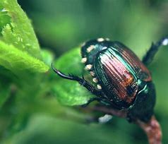 Picture of a Japanese Beetle on a leaf