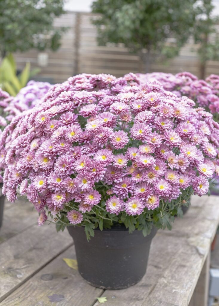 Fall blooming mums