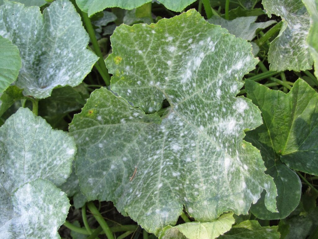 Powdery mildew fungus on a squash leaf.