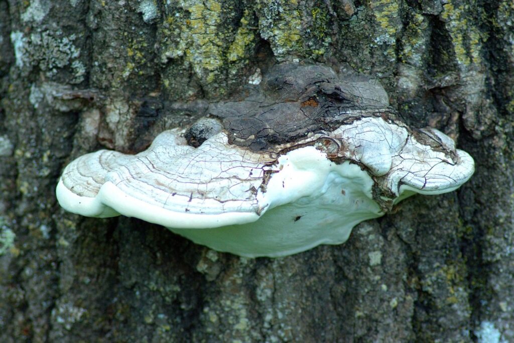 Shelf mushrooms on a tree trunk