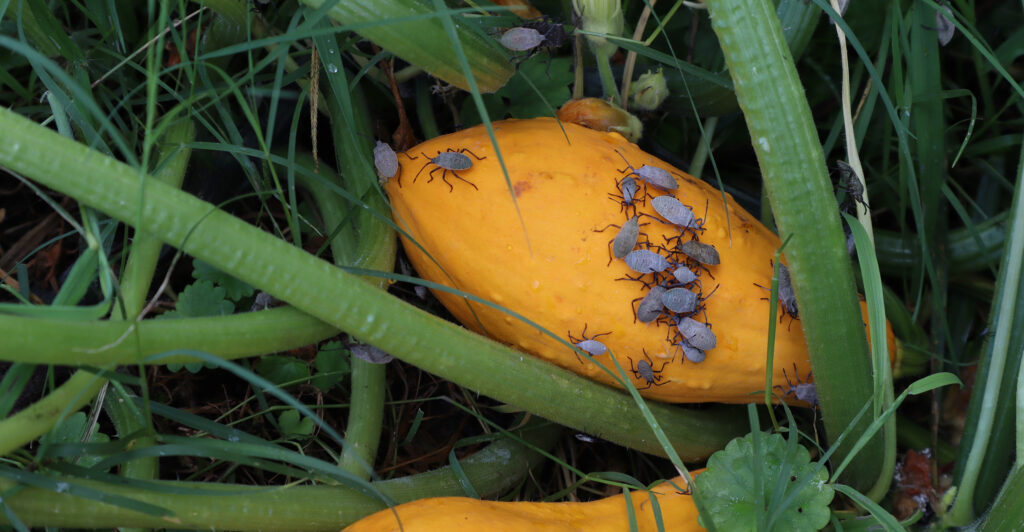 Squash bugs on a summer squash