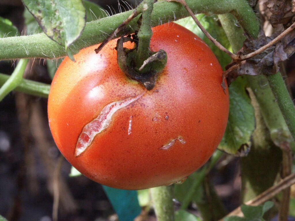 Shippy Realty & Auction Blog tomato skin crackling due to increase moisture.