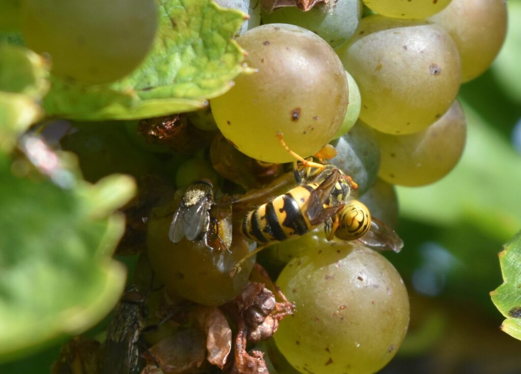 Wasps on overripe grapes