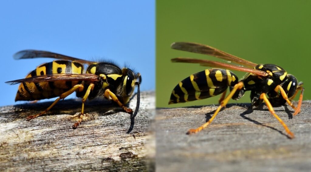 Yellow jacket wasp and a European paper wasp