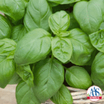 Basil plant growing in a container