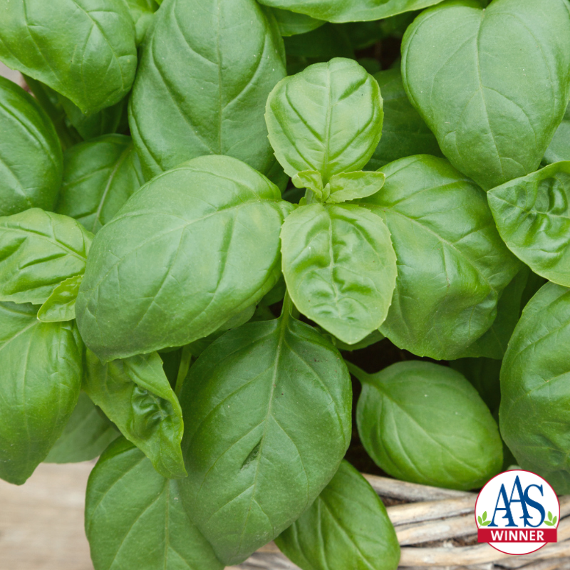 Basil plant growing in a container.
