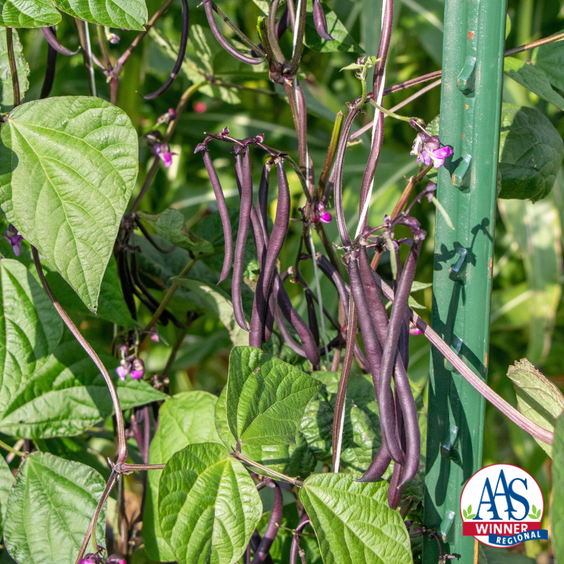 Purple runner beans growing on a pole