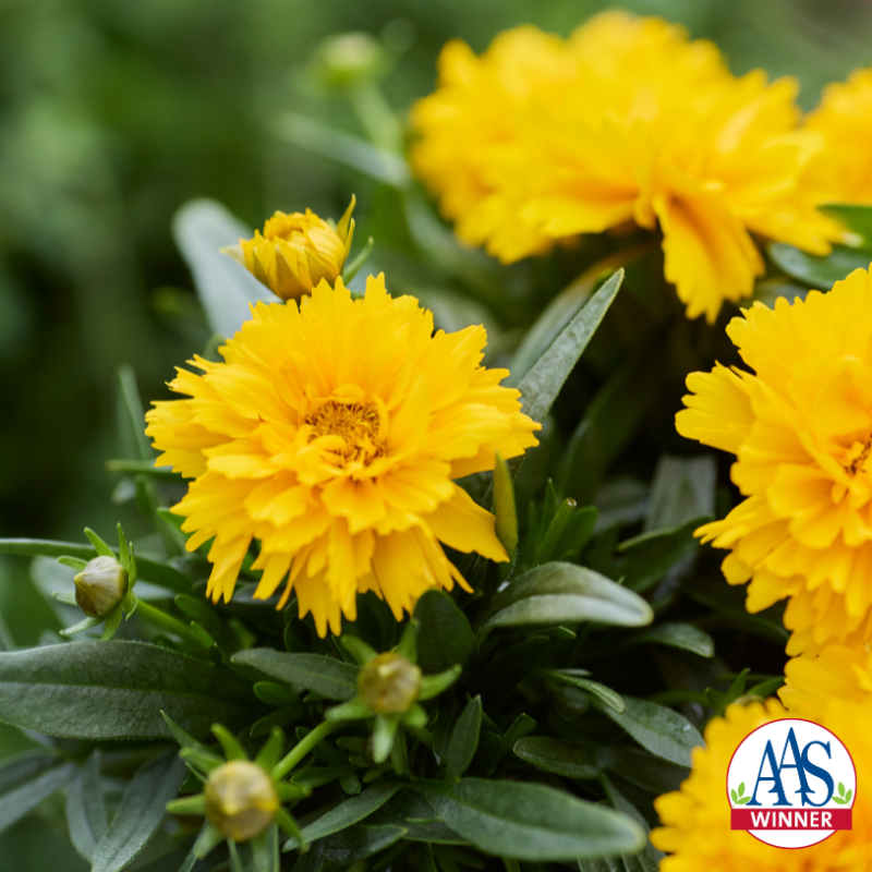 Bright yellow coreopsis flowers in bloom with ruffled petals and dark green foliage, shown in close-up, with an All-America Selections Winner logo in the corner.