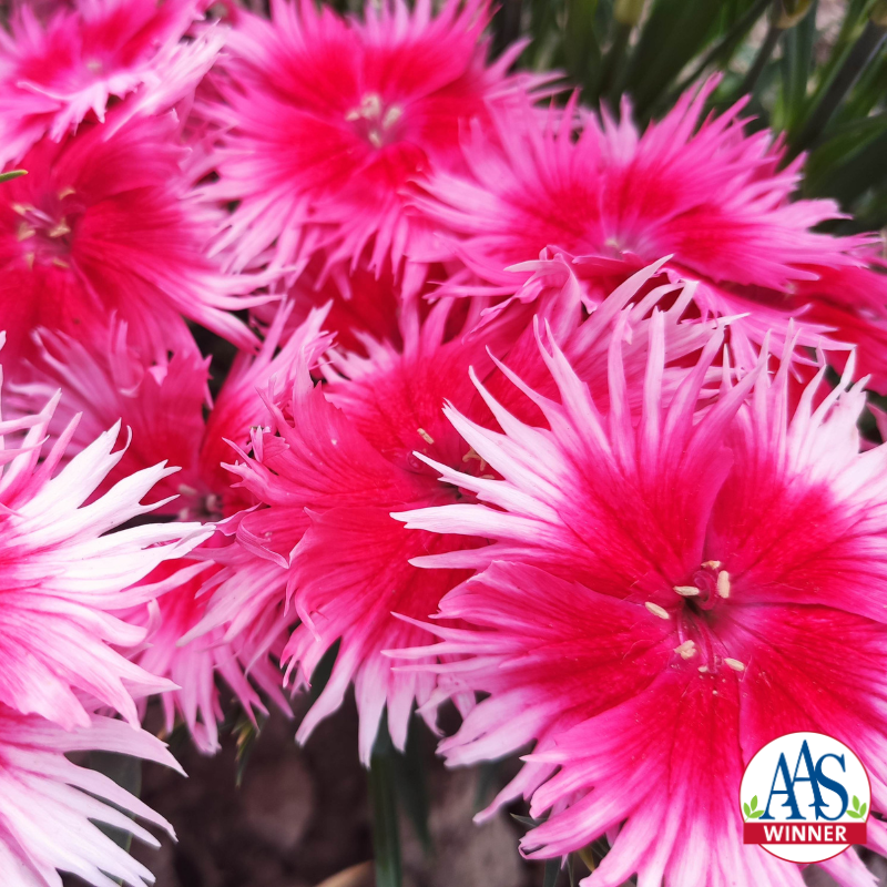 Vivid pink dianthus flowers with fringed, spiky petals and lighter pink to white edges, shown in close-up, with narrow green foliage and an All-America Selections Winner logo in the corner.