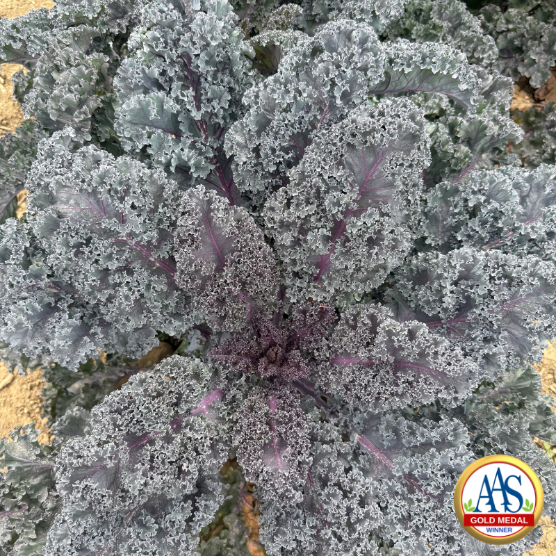Purple leaf curly kale plant
