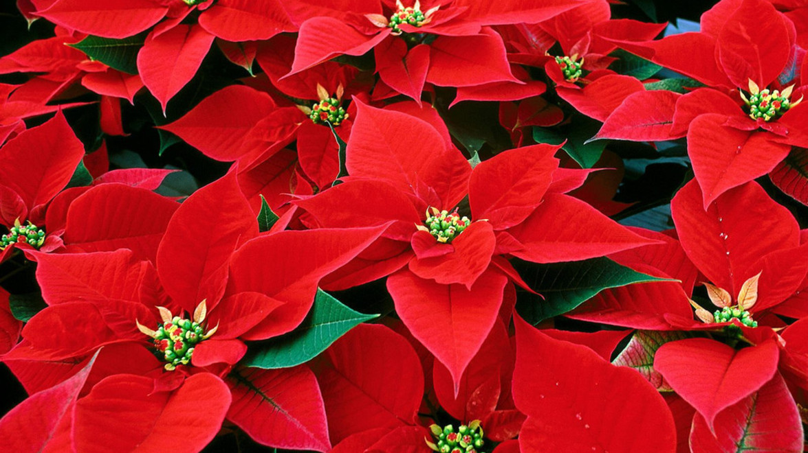 Red poinsettias