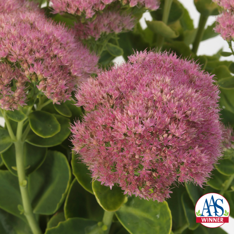 Rounded clusters of soft pink sedum flowers in bloom with thick, fleshy green leaves, shown in close-up, with an All-America Selections Winner logo in the corner.