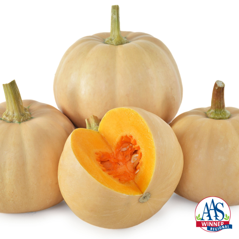 Butter Lamp winter squash, a round, fleshy squash.