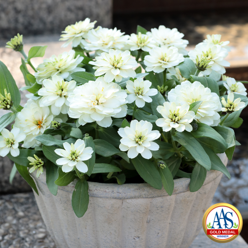 White double zinnia flowers in full bloom growing in a light-colored decorative pot, with lush green leaves and an All-America Selections Gold Medal Winner logo in the corner.