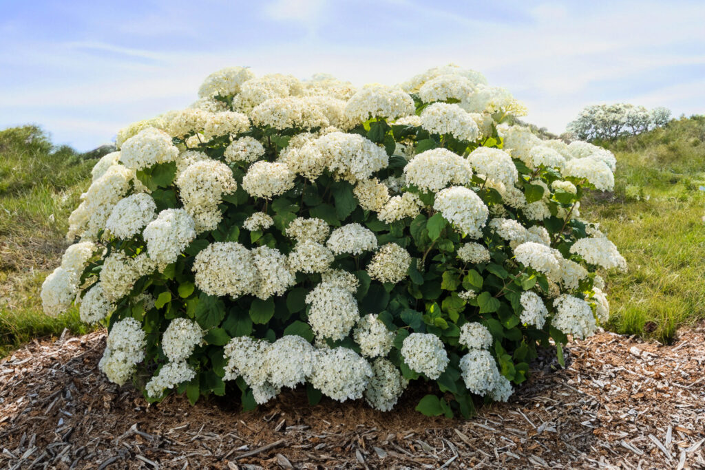 FlowerFull® Smooth Hydrangea with large white blossoms.
