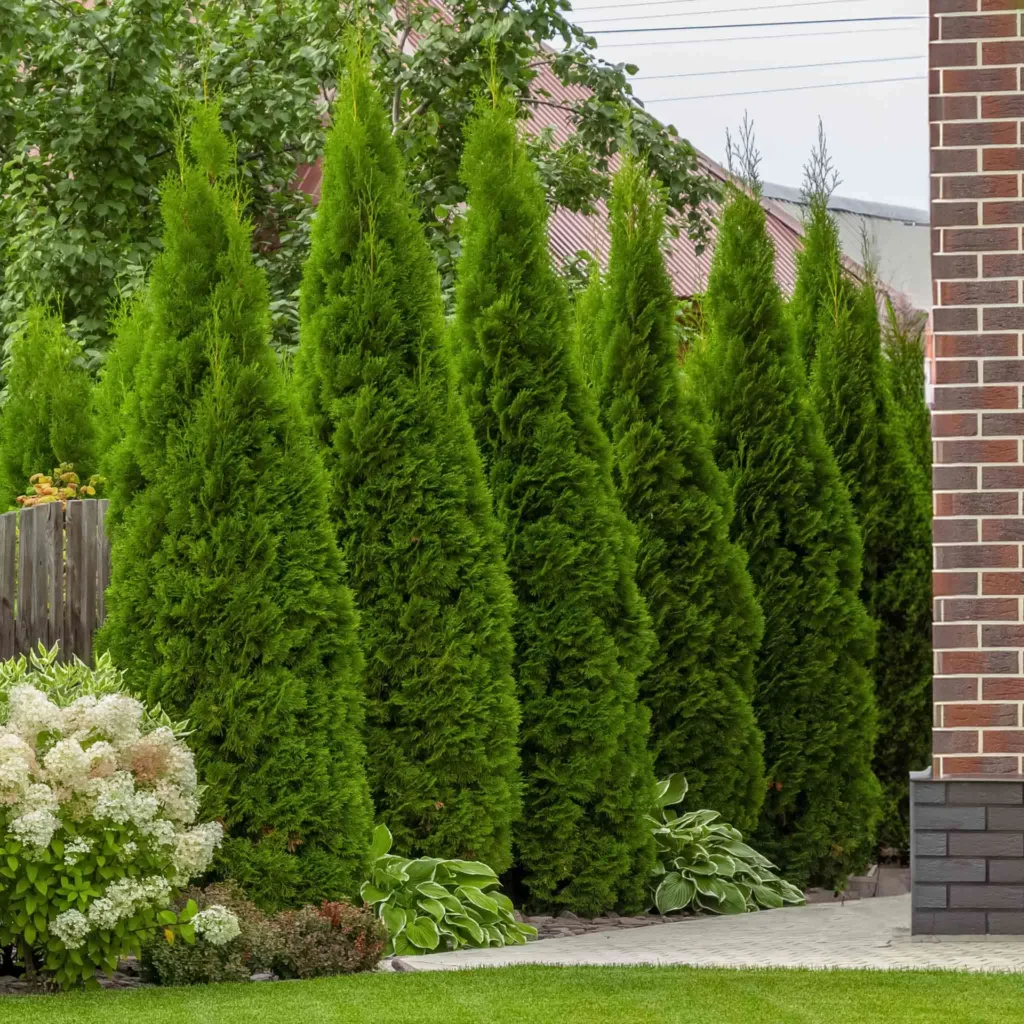 Junior Giant Arborvitae offers the classic evergreen look in a more manageable size, making it ideal for hedges or as a specimen plant