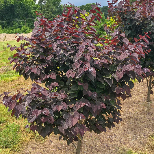 Garden Gems® Amethyst Redbud stays relatively small, topping out around 8–10 feet, yet delivers dramatic spring blooms and rich burgundy foliage