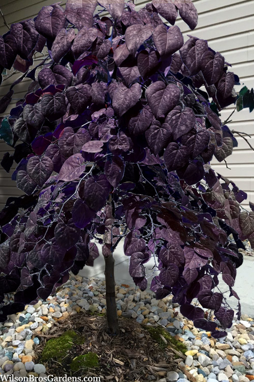 Cercis canadensis ‘Forest Pansy’ is slightly hardier, or you can choose locally proven ornamental trees and shrubs with purple foliage