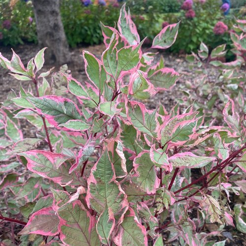 Sgt. Pepper® Redtwig Dogwood provides standout winter interest with red stems and pink-green foliage.
