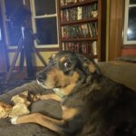 A dog called Magdelin with her bone collection
