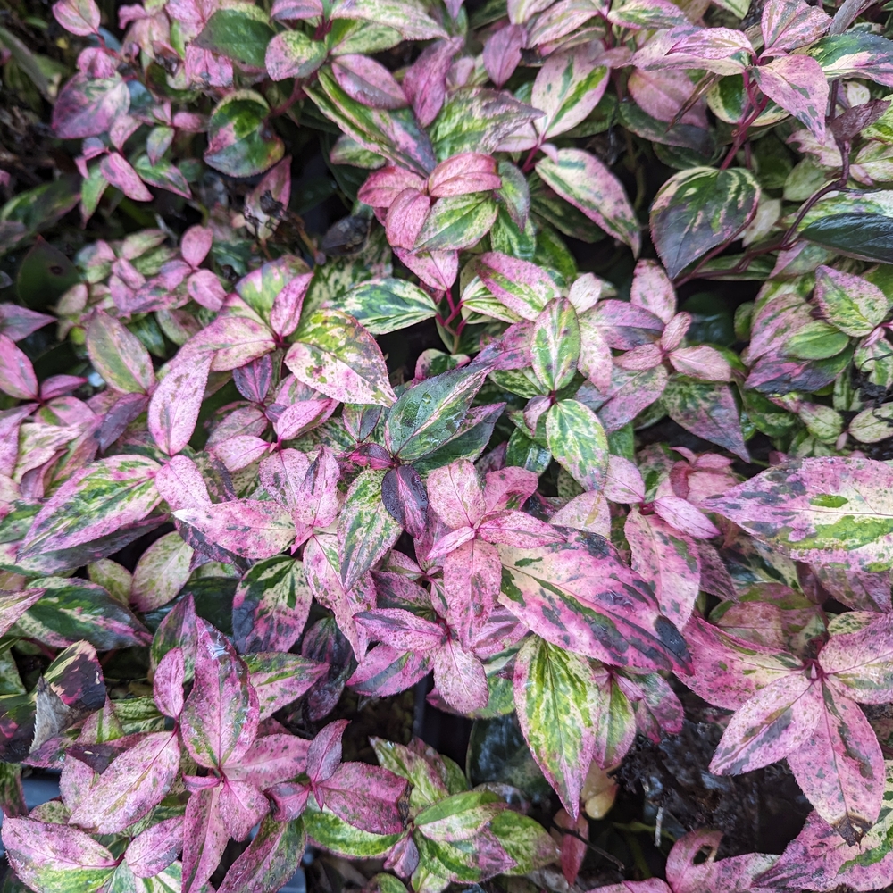 Paisley Pup® Leucothoe brings year-round appeal with evergreen foliage that shifts in color from pink and cream to bronze as the seasons change