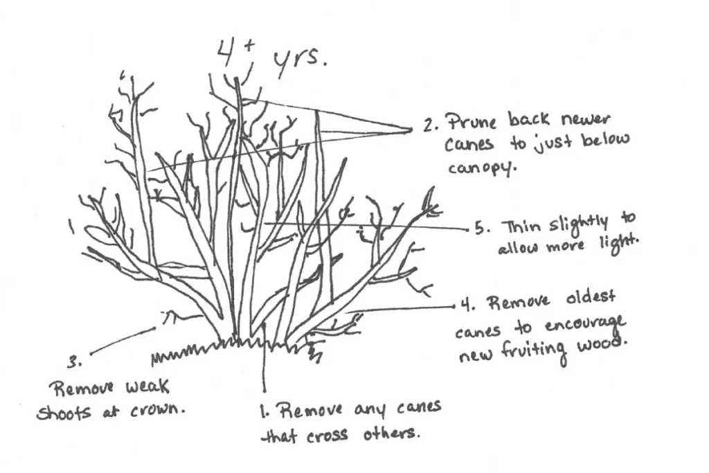 A hand-drawn diagram illustrating five steps for pruning an older bush that is four or more years old.