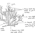 A hand-drawn diagram illustrating five steps for pruning an older bush that is four or more years old.