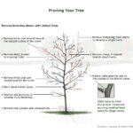 An illustration and guide for pruning a tree, detailing which branches to remove (indicated by dotted lines) to achieve a single trunk, develop thickness, and remove dead, broken, crossing, or inward-turning limbs. The diagram also illustrates where to make cuts (outside the branch collar) and how to avoid stubs. A small inset image shows an example of the proper three-cut pruning method for large limbs.