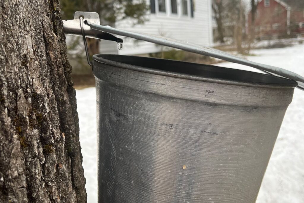 A metal bucket hanging from a maple tree with a spile, collecting dripping sap in a snowy environment.