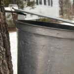 A metal bucket hanging from a maple tree with a spile, collecting dripping sap in a snowy environment.
