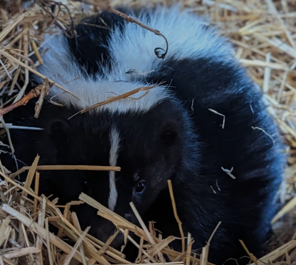 A skunk sleeping in straw in a barn.